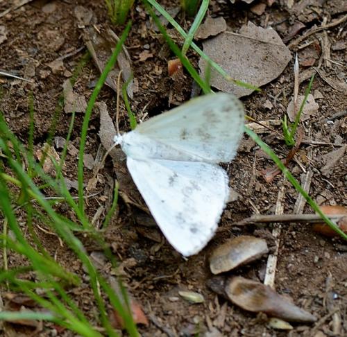 Lomographa temerata